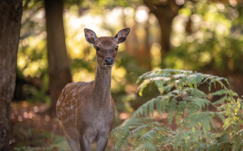 Deer at Newland Park